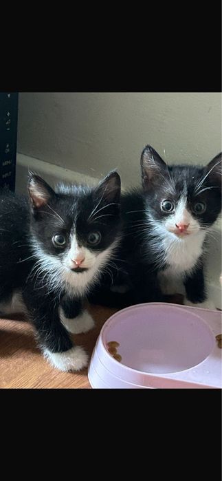 3 котят все мальчики
