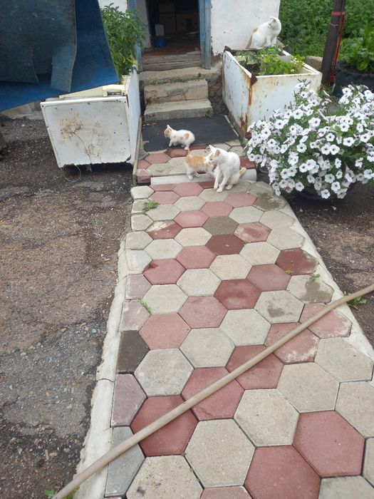 Отдам котят бесплатно мальчики