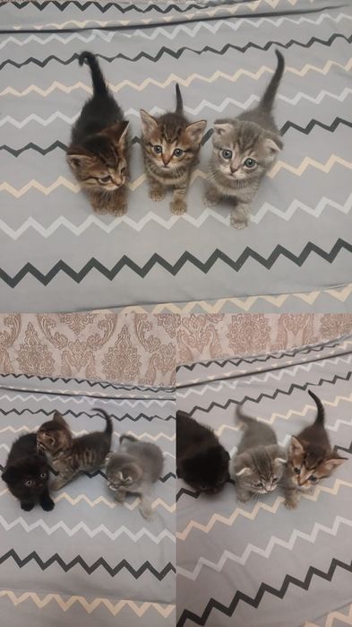 Отдам котят в хорошие руки