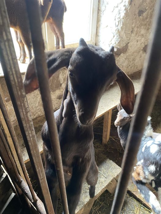 Tapisori de vanzare.