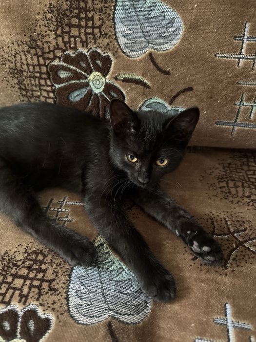 Отдам котенка в хорошие руки
