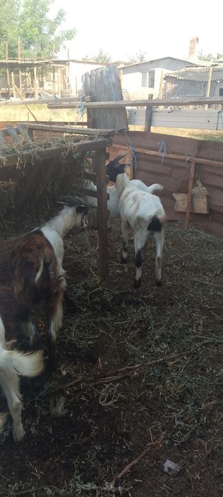Vând capre cu iezi, preț negociabil