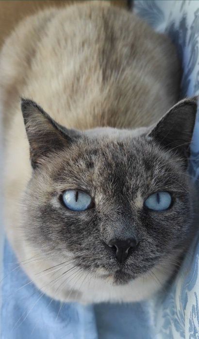 Кошка стерилизованная