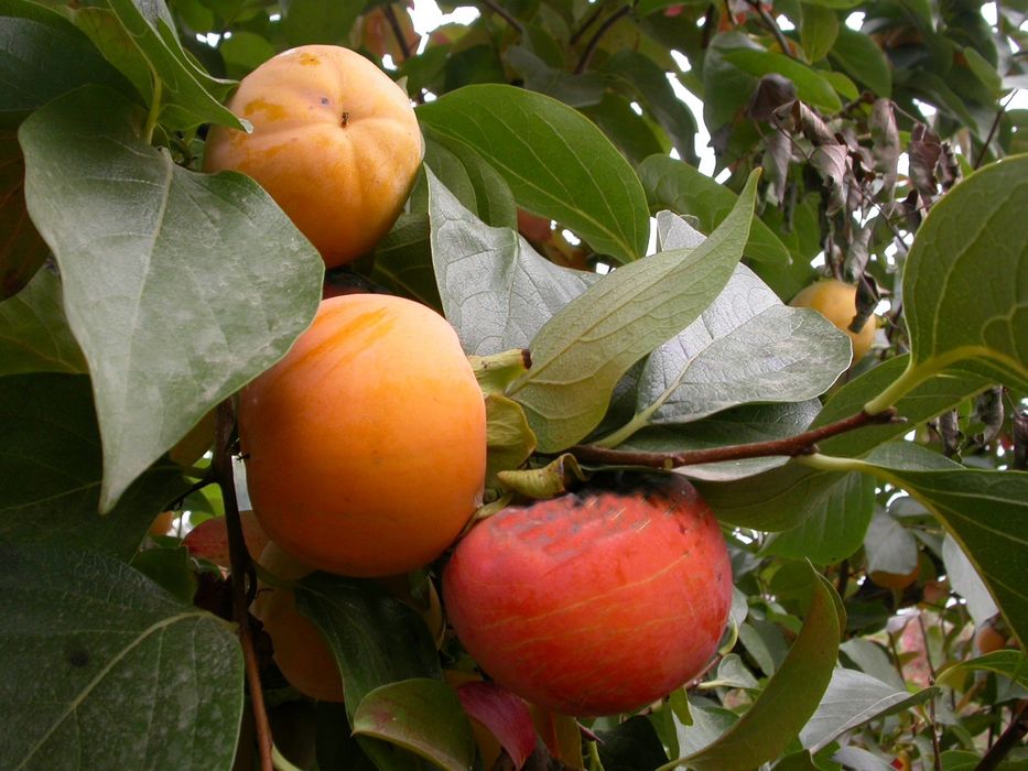 Pomi Exotici (KAKI Diferite Soiuri )la ghiveci