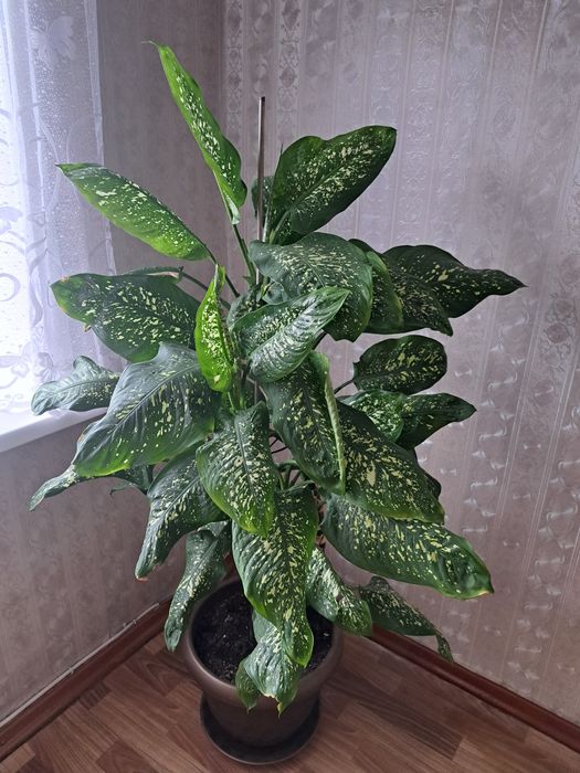 Большой цветок диффенбахия в горшке