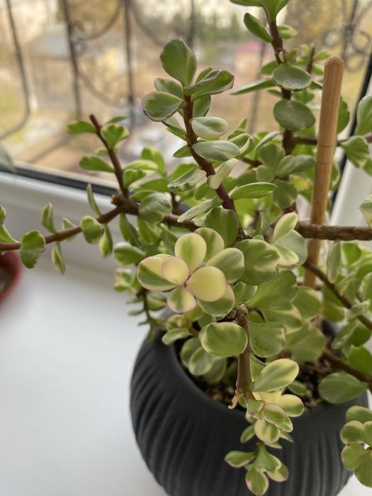 Крассула (полтуракария арфа)