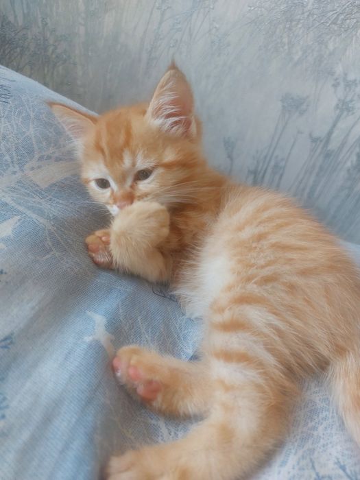 Котята–мальчики.