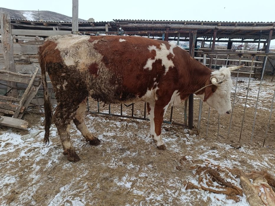 Семіз жас сиыр сатылады