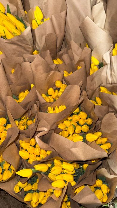 Тюльпан оптом/розница (Принимаем предзаказы на тюльпаны)