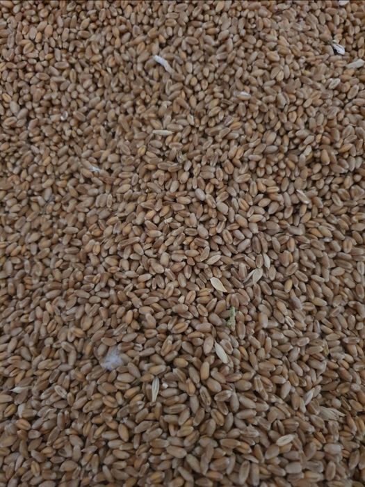 Grau insacuit la 40-50kg