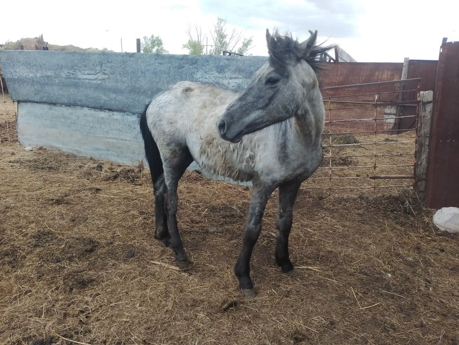 Тай сатылады 350000