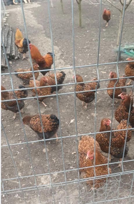 Oua pentru incubat wyandotte Gsg