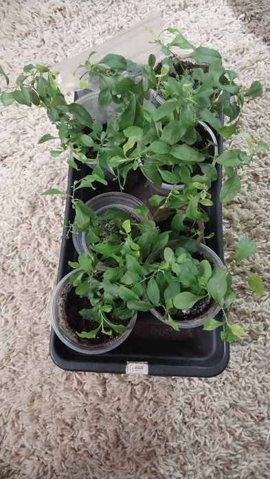 Плюмбаго голубой водопад