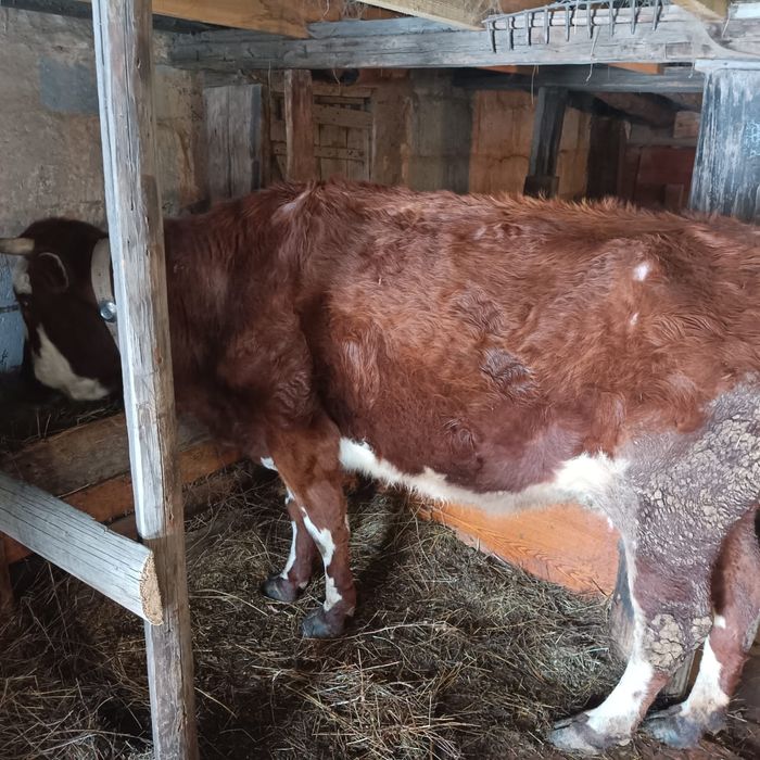 Продаю дойная корова