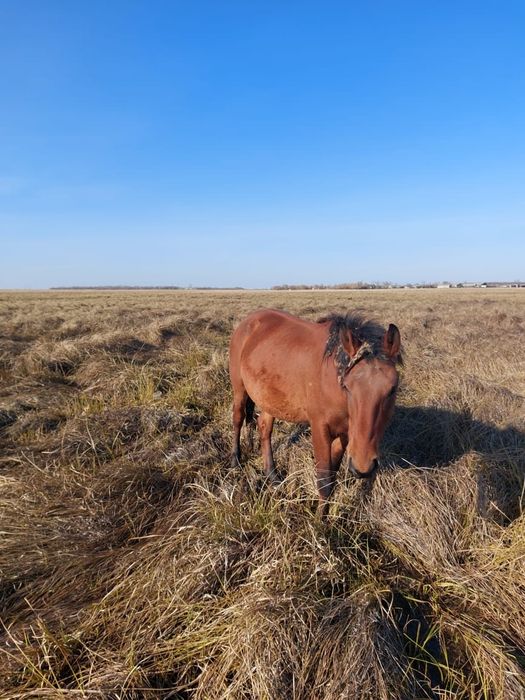 Продам жеребца 2.5 года 700000