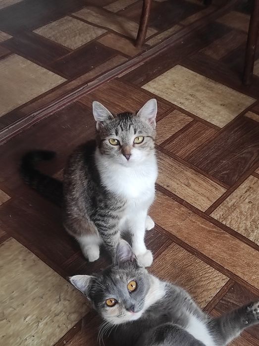 ПРИСТРАИВАЮТСЯ  милые ,не агрессивные  красивые девочки