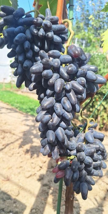 Vîtă de vie, corzi altoi