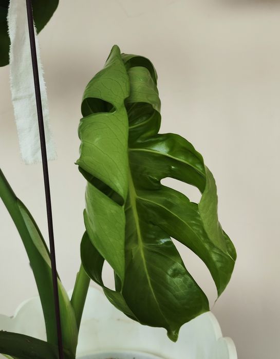 Монстера комнатный цветок продам
