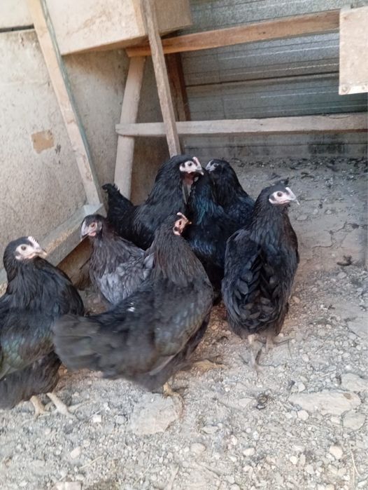 продам черных куриц