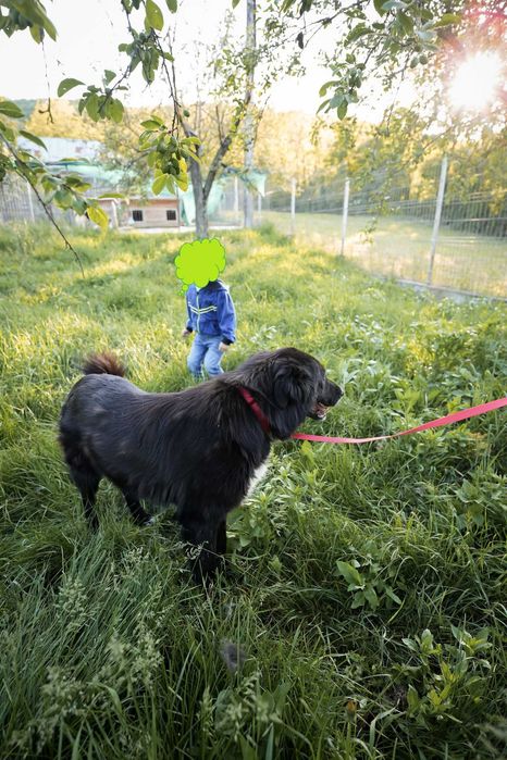 Catelusa blanda de talie mare,5 ani,pentru adoptie