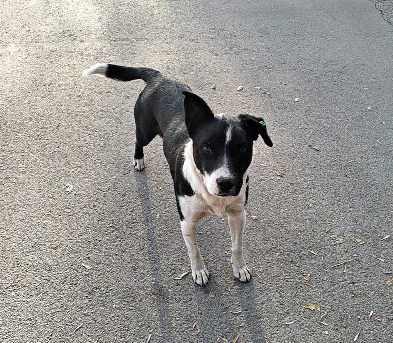 Пёсик в добрые руки