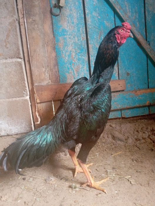 Ассаламу Алейкум! Продам Шамо