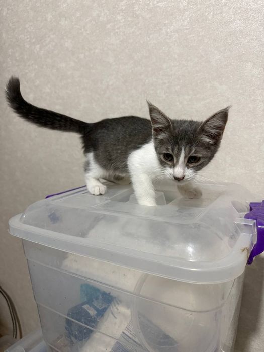 Котенок девочка 3,5 месяца, домашняя, спокойная.