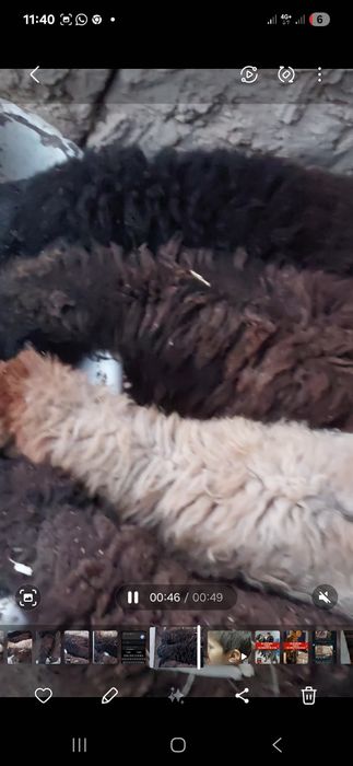 60000 м нан. 1 еркек 3 урғашы