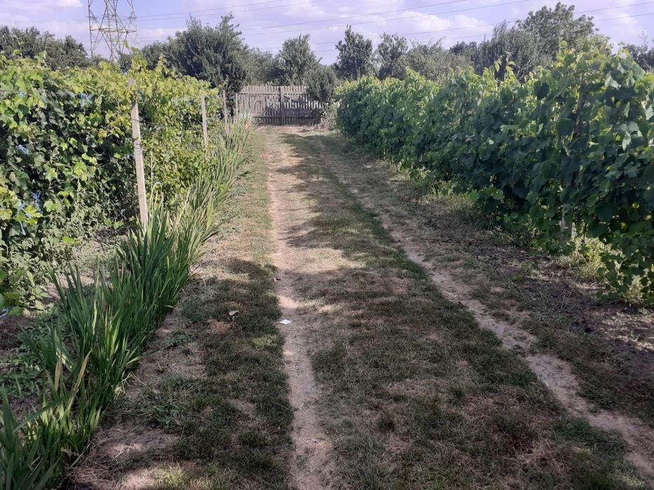 Oportunitate investitie! Teren intravilan Ghercesti