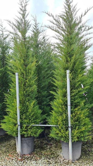 Leylandii Cupressocyparis