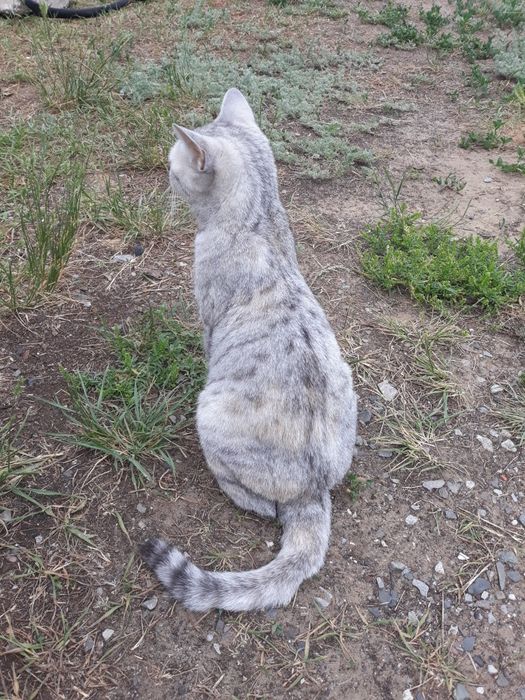 Породистая кошка