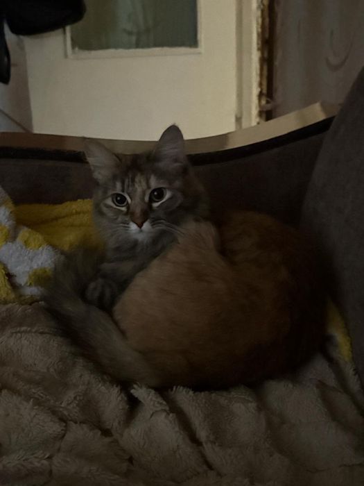 Срочно отдам в добрые руки кошек