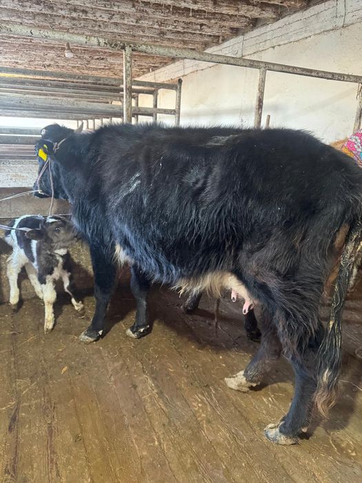 Қара Төбелі сауынды сиыр