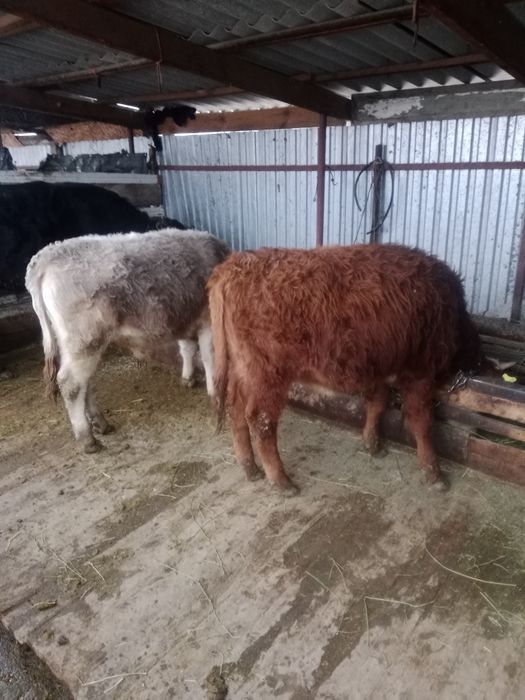 Продам бычков пососы