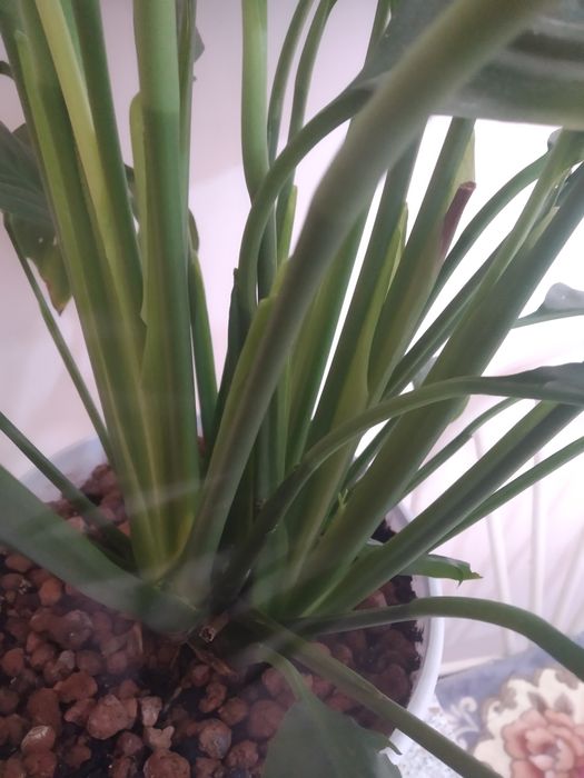 Цветы Женское счастье большой