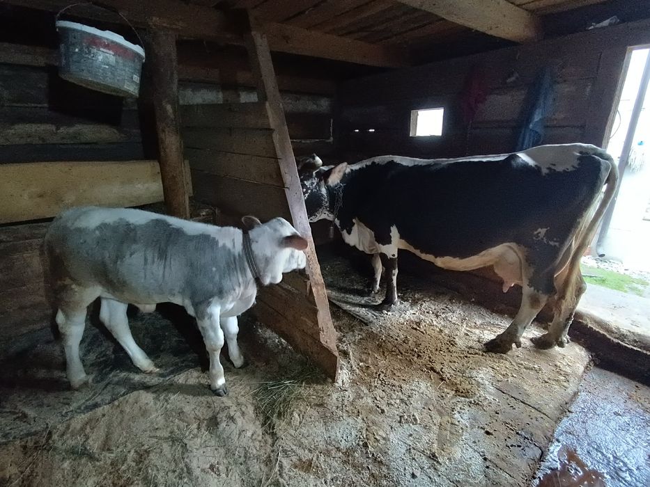Vând vaca  cu vitel mai multe detalii la telefon