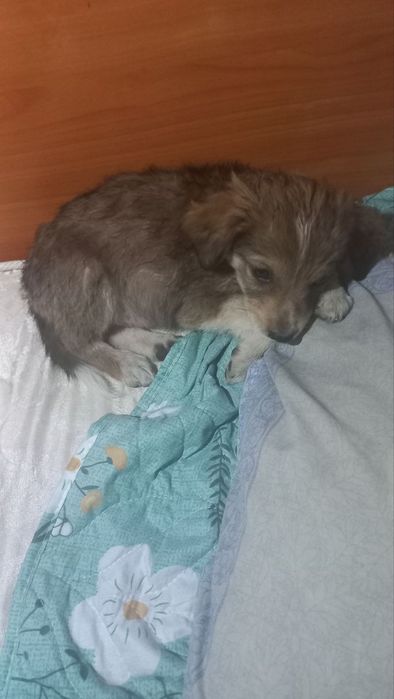 Щенок отдаю даром