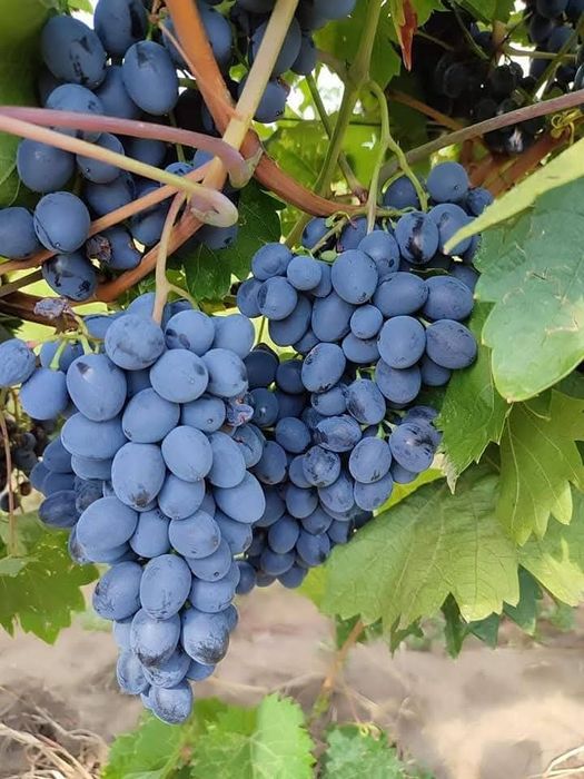 Butasi de vita de vie nu mai la 5 lei pe buc