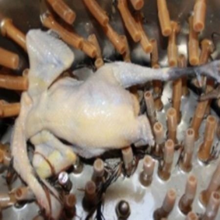 Tovuq pat.ini yulgich baraban tavuq patlari.ni tozalaydigan apparat