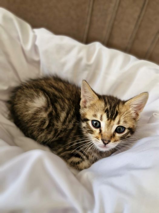 Раздаем  котят бенгалов