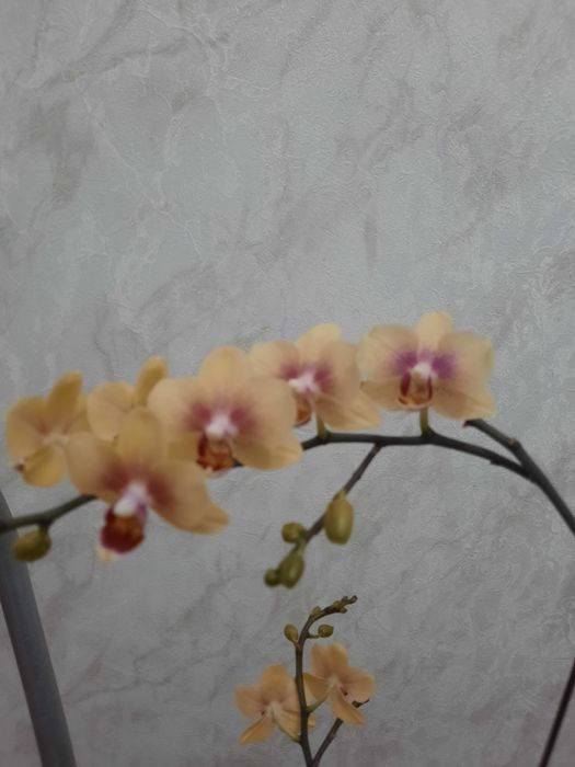 Продам Орхидею жёлтый цвет