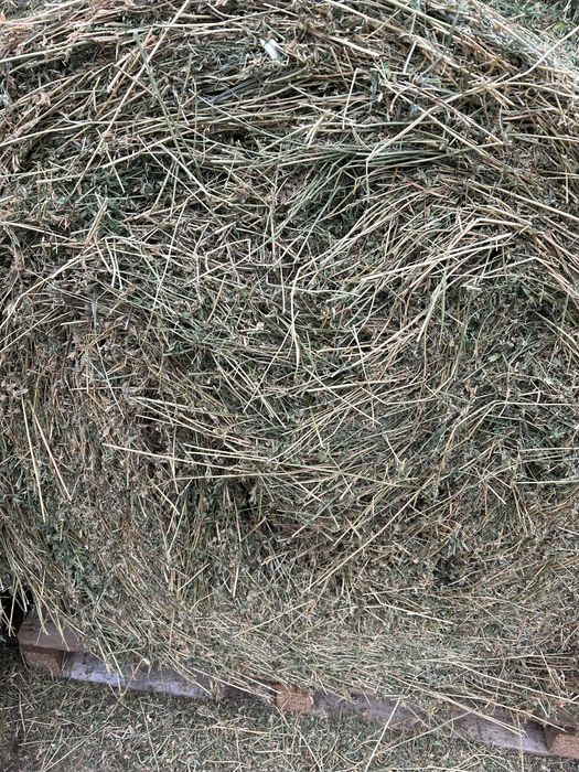 Baloti lucerna coasa 2, tinuti pe paleti si acoperiti cu TOPTEX