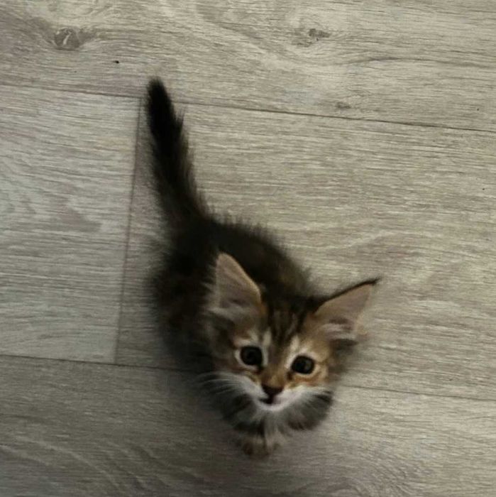 Котенок девочка 1-1,5 месяца