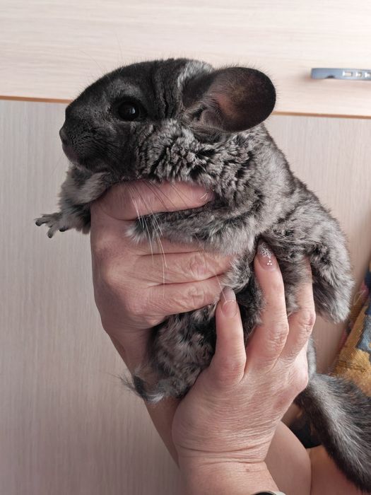 Продается шиншилла