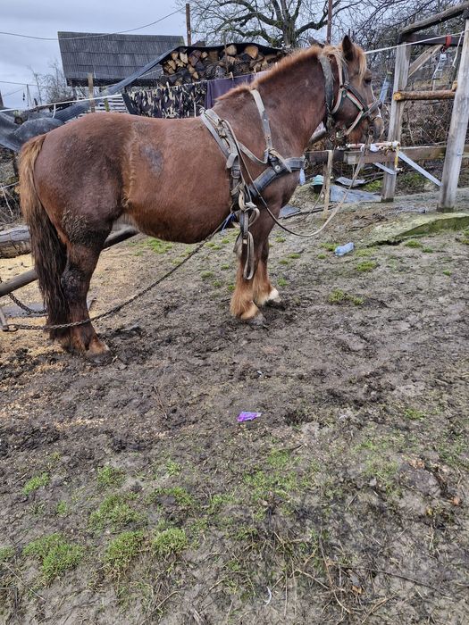 Iapă ciocolatie  de vânzare