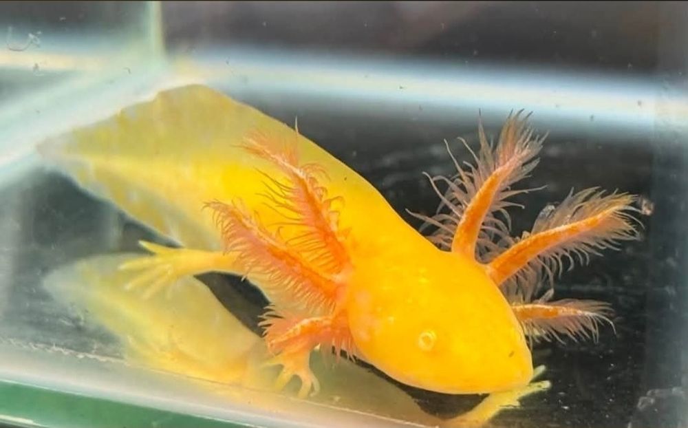 Axolotl golden .
