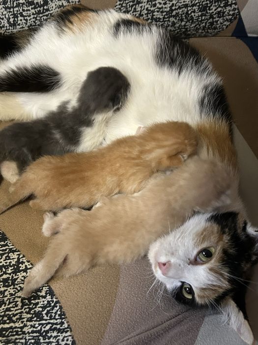Котята в добрые руки