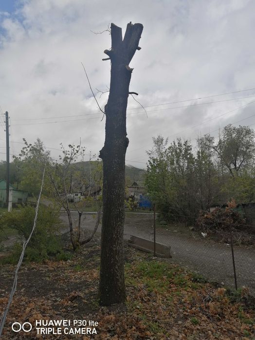 продам Дерево, ДУБ