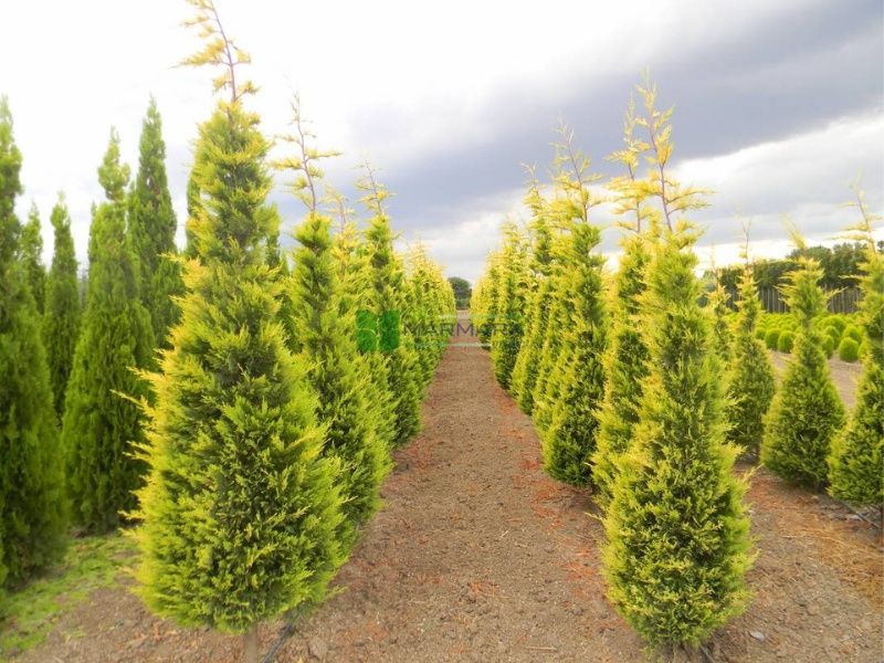 Ёл. Йел Полша Привазной. Ийонимус аурера. Кипарис Аризоника Италия