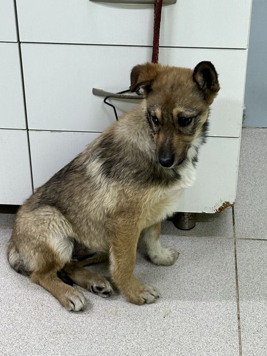 Щенок крупной дворняги в добрые руки